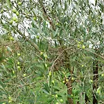 Passignano Near Trasimeno بيت للعطل *