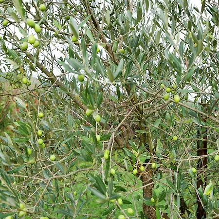 Passignano Near Trasimeno Holiday home *