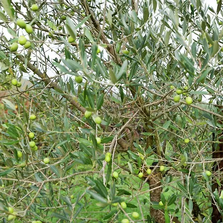 Passignano Near Trasimeno Дом отдыха